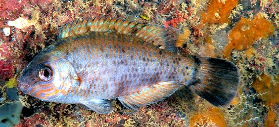 Symphodus melanocercus_0006